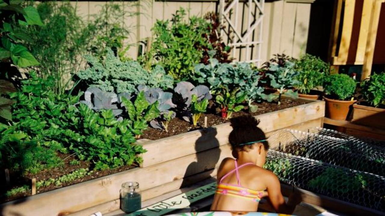 Vegetable And Herb Gardens