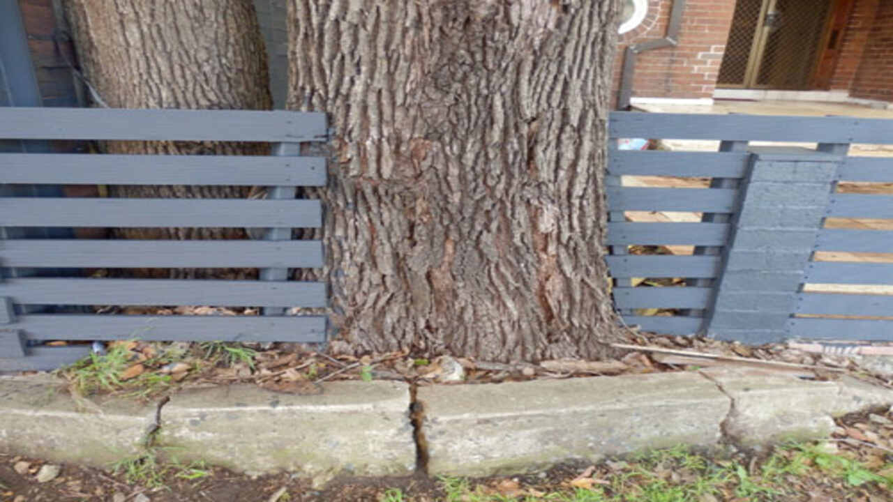 When Is Fencing Around A Tree Necessary