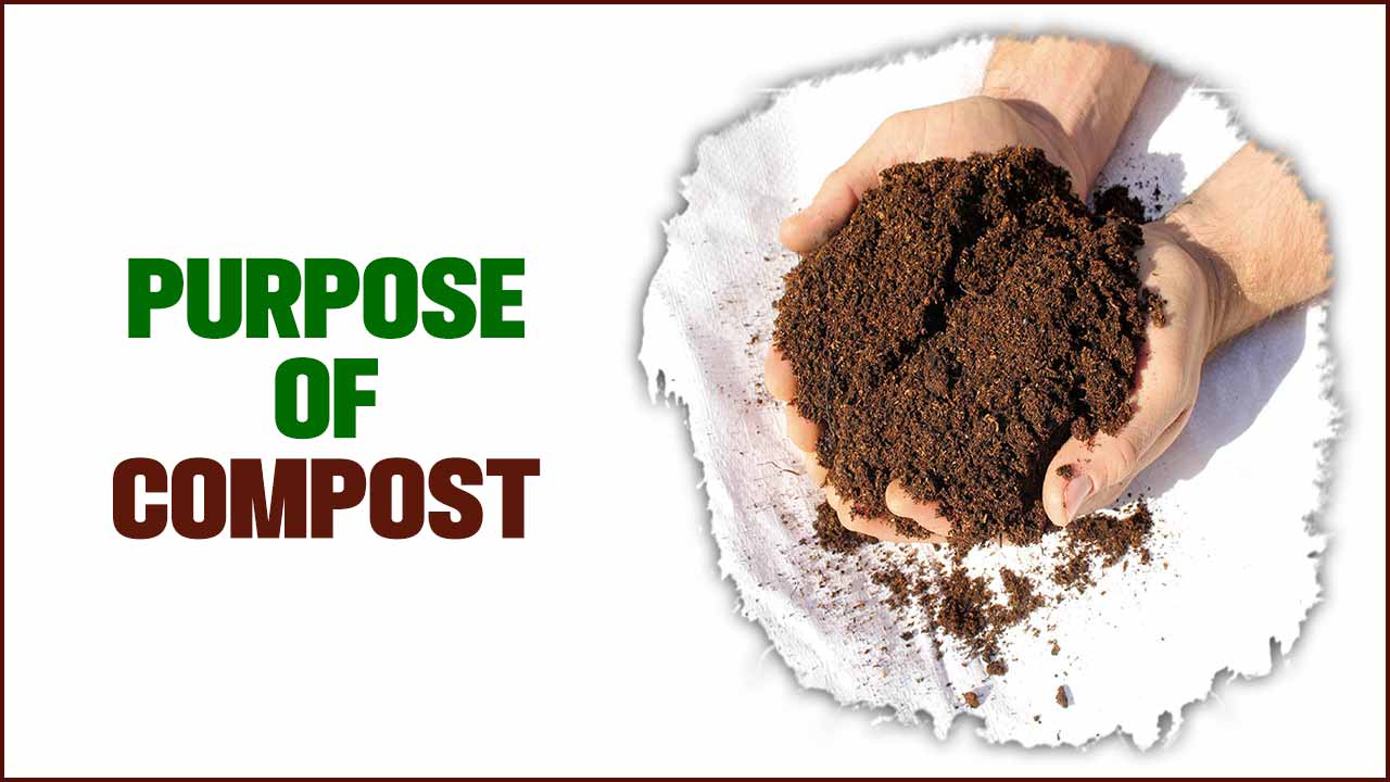 All Purpose Of Compost Follow Our Expert Tips!