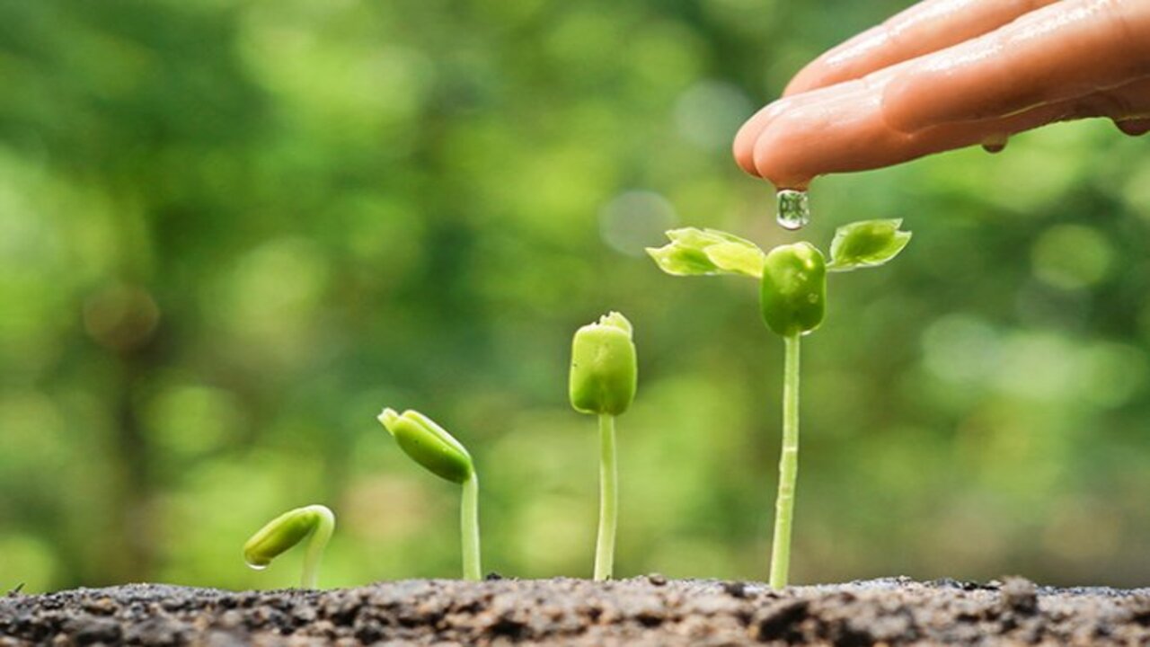 How To Use Root Rocket-Fertilizer For Optimal Plant Growth
