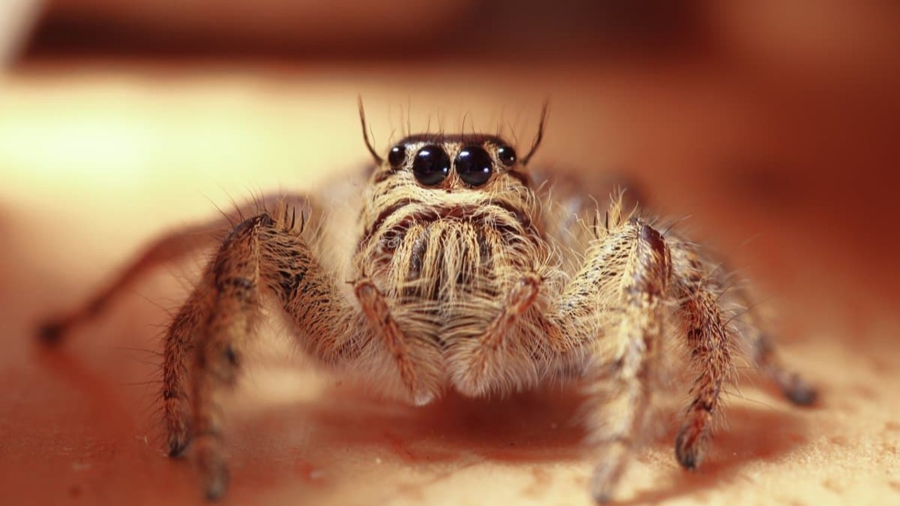 Prevention Strategies To Avoid Encounters With Mexican- Jumping Spiders