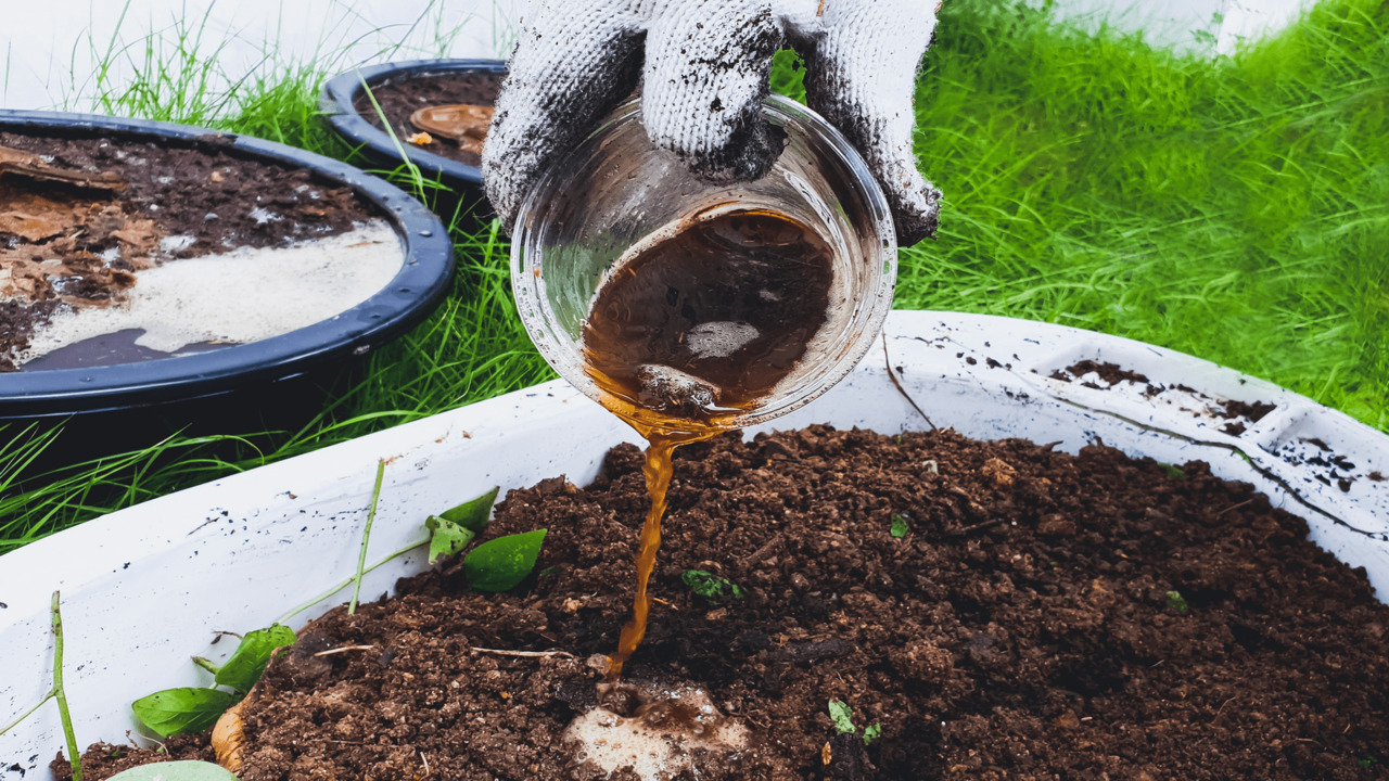 Where Can You Purchase Root Rocket-Fertilizer
