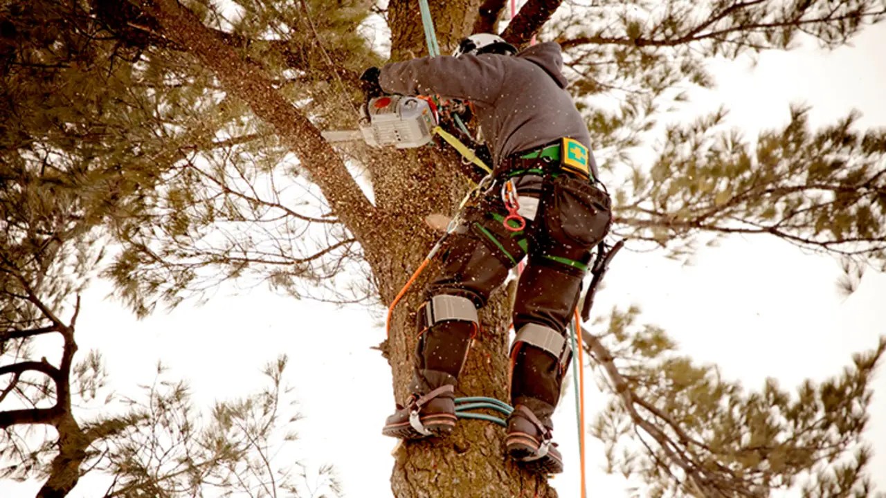 How To Use Tree Climbing Spurs/Spikes Explore 6 Expert Tips