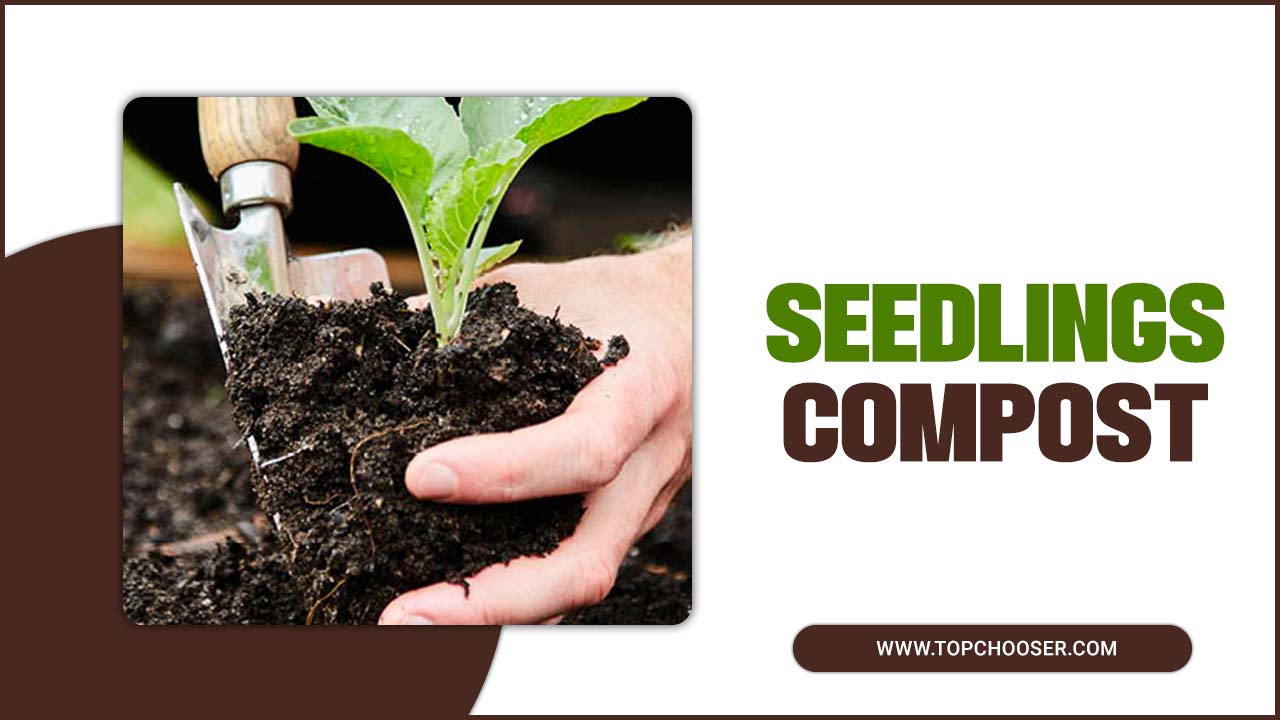 Seedlings Compost Supercharge Your Garden