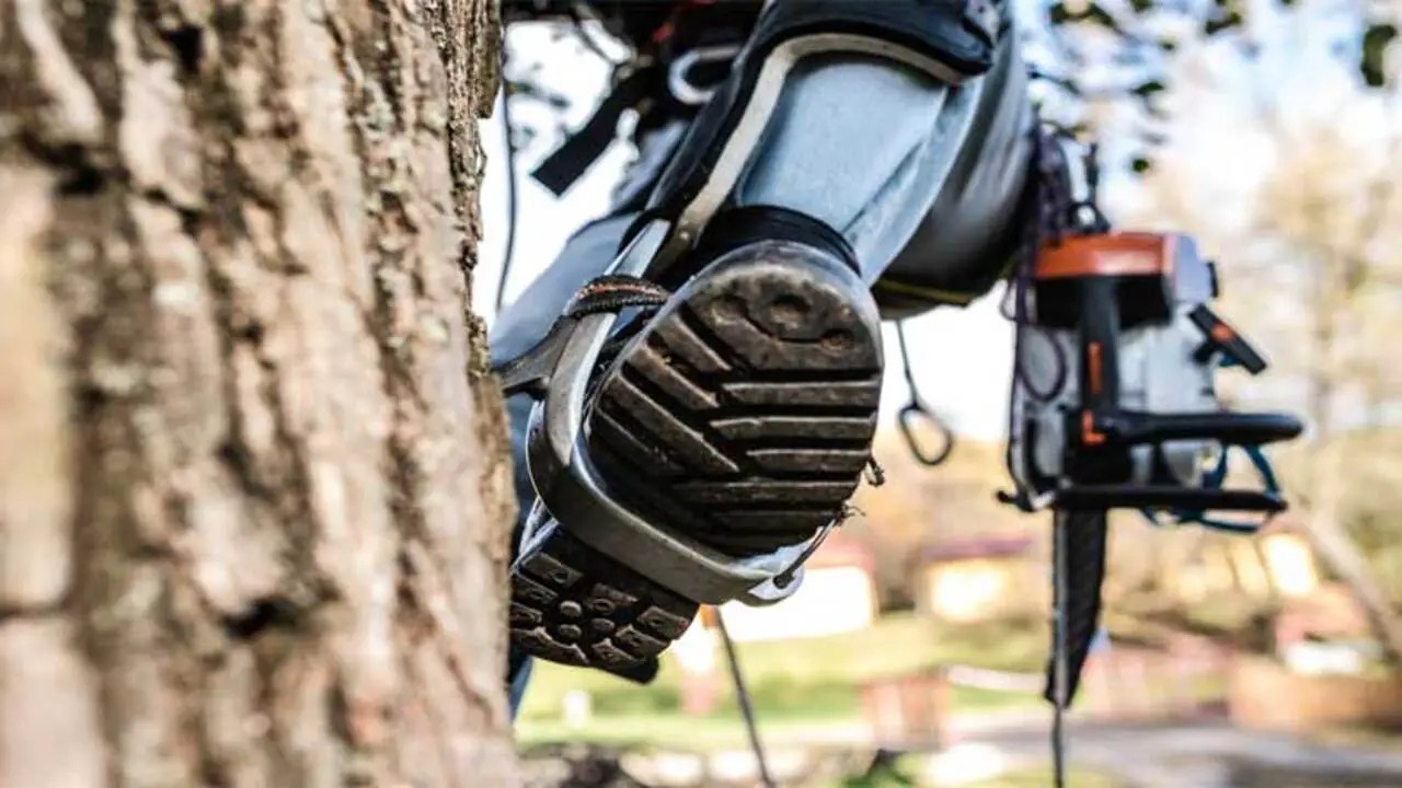 Best Tree Climbing Spikes Explore The 5 Best Tree