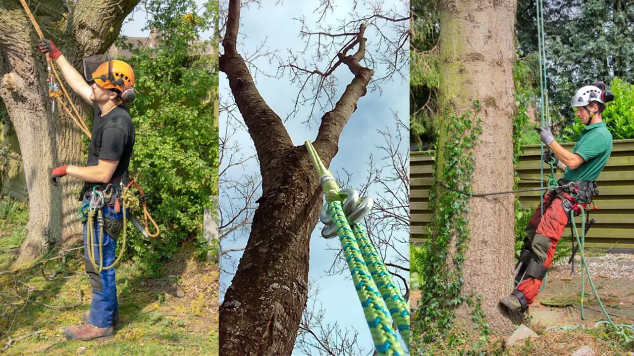 How Do You Set Up Tree Climbing Spikes Explained In 6 Steps