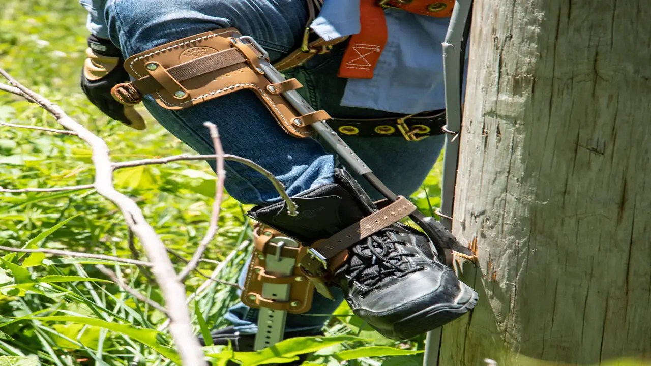 Best Tree Climbing Spikes Explore The 5 Best Tree
