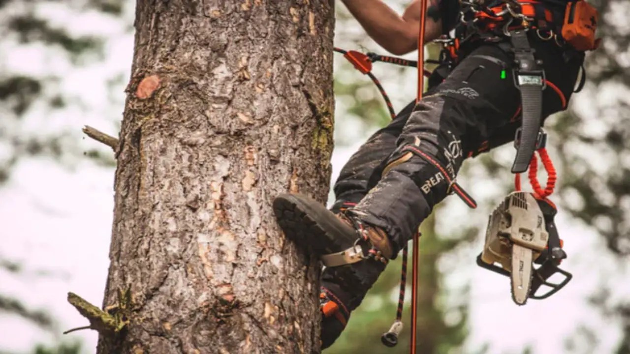 How Do You Set Up Tree Climbing Spikes Explained In 6 Steps