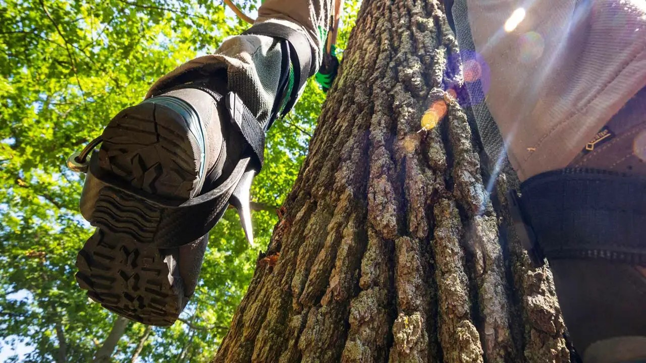 Tree Climbing Spurs Vs. Tree Climbing Spikes
