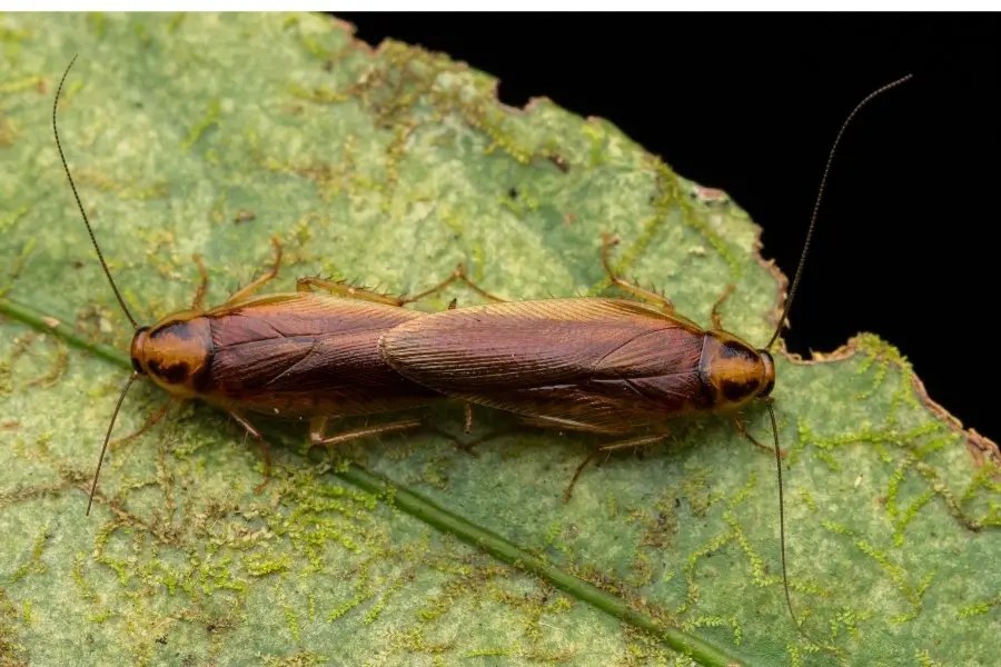 Do Roaches Make Noise? APB