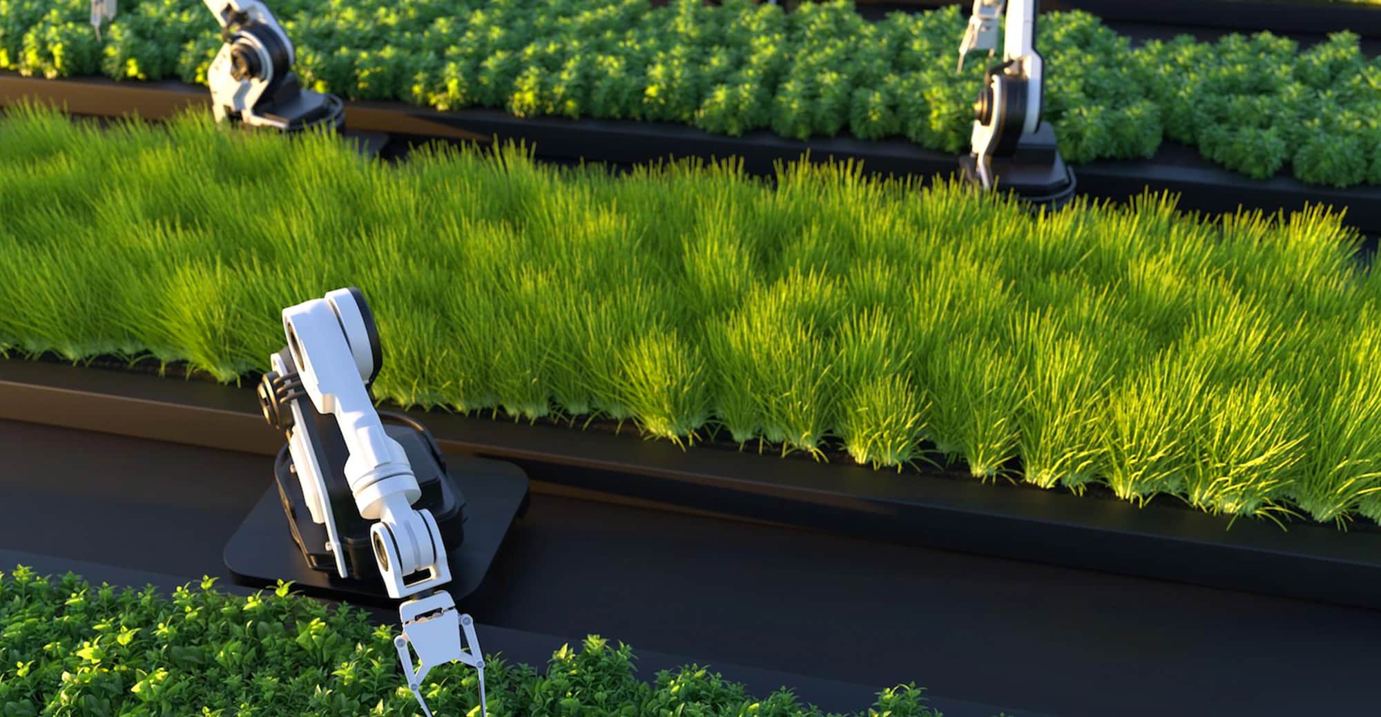 How Long Does it Take for a Hydroseeded Lawn to Grow?