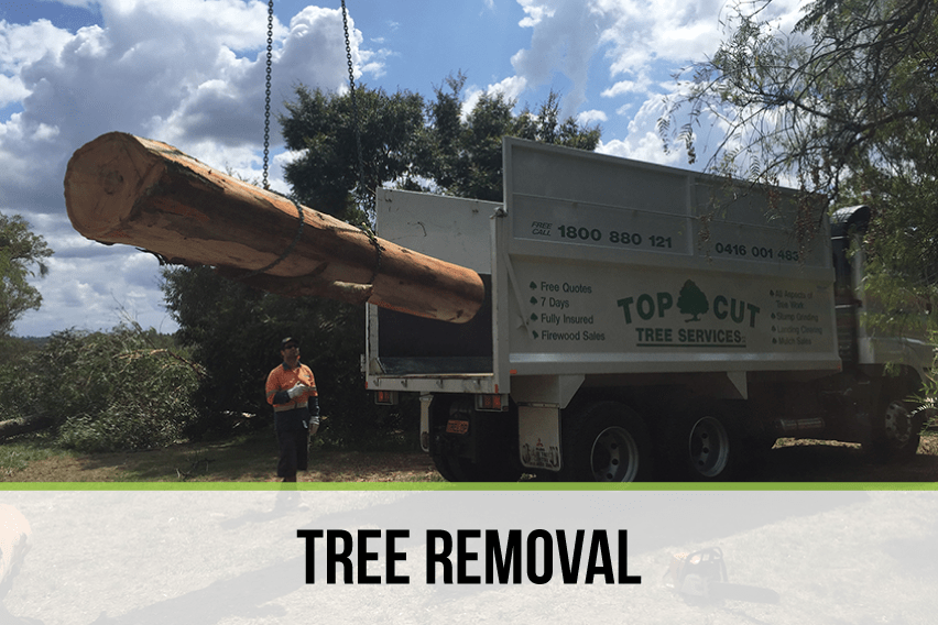 Tree Services Top Cut Trees