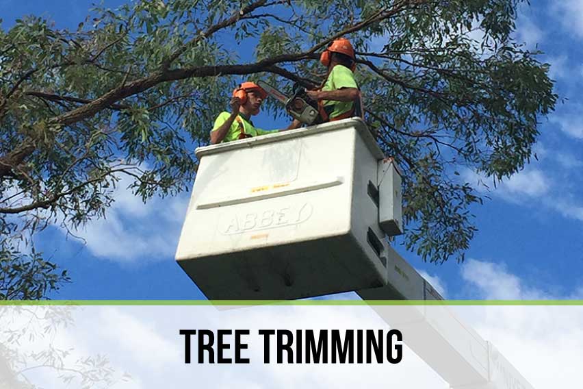 Top Cut Tree Services Sydney Professional Arborists & Tree Specialists