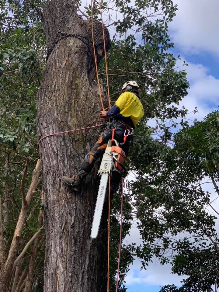 Gallery Top Cut Tree Services