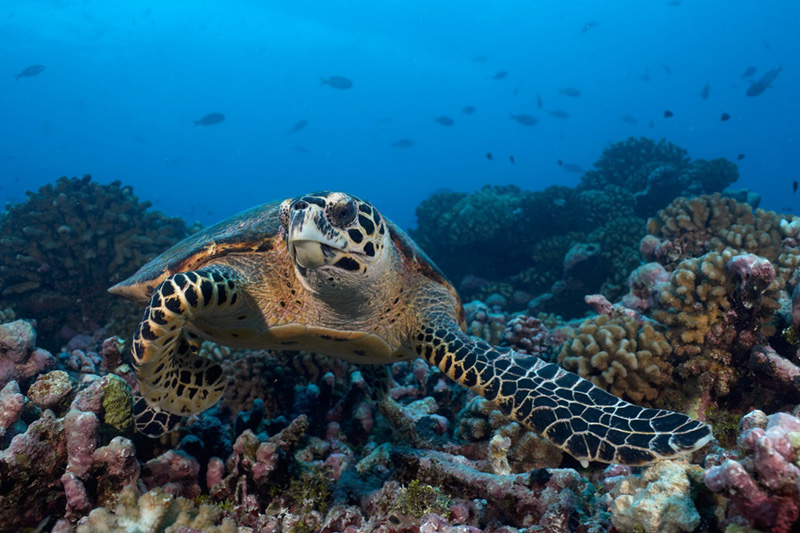 Scuba Diving in Rangiroa TOPDIVE