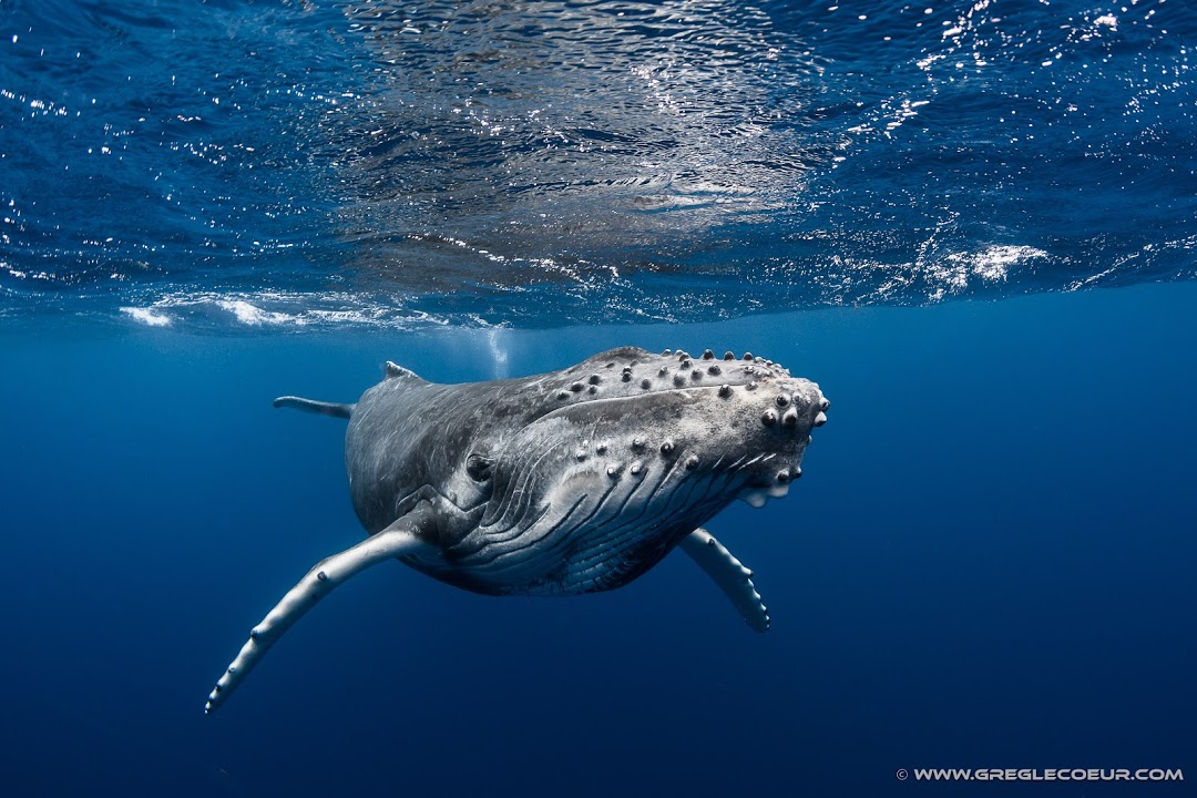 La Baleine à bosse TOPDIVE