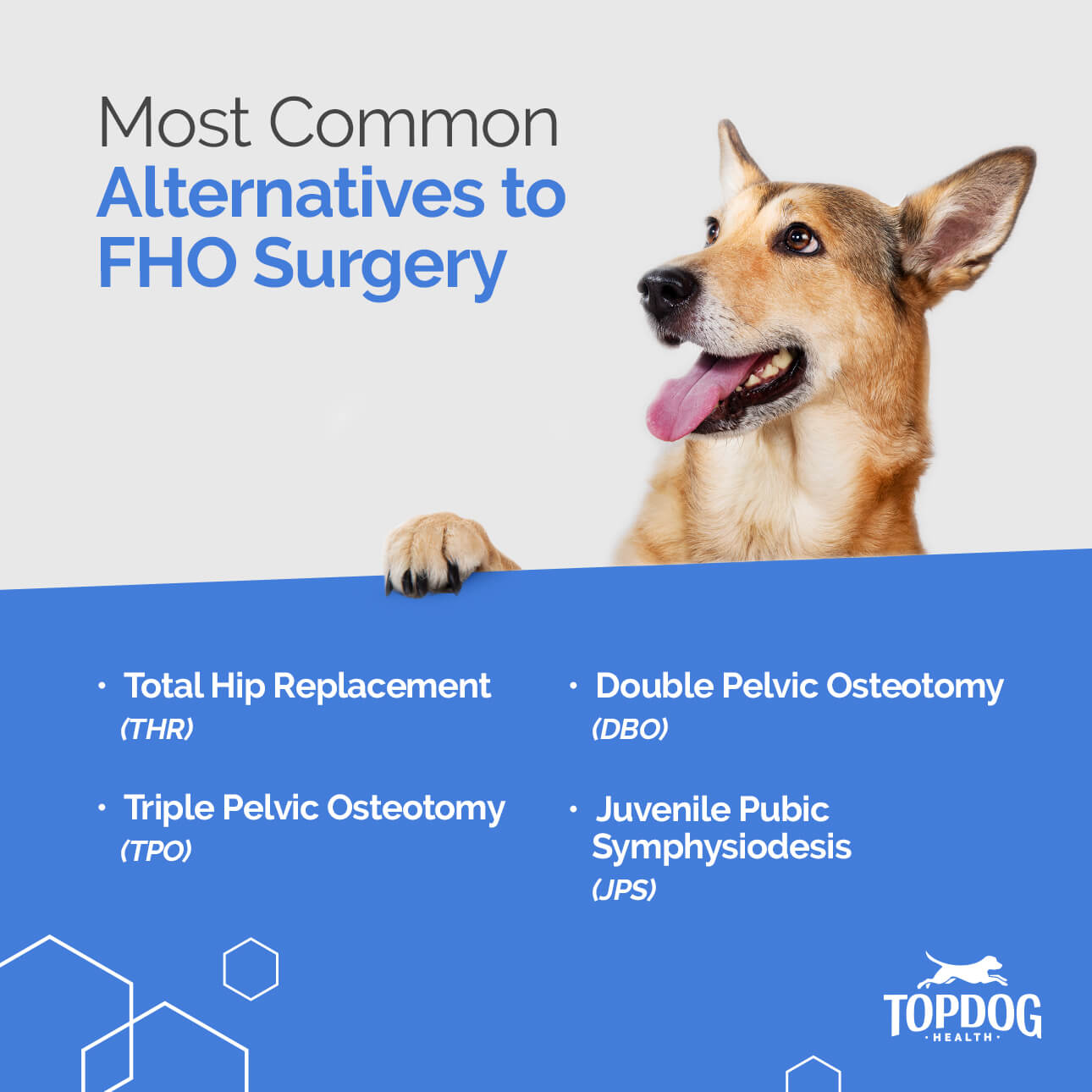 Femoral Head Osteotomy (FHO) for Dogs Alternatives, Cost, Complication & Recovery