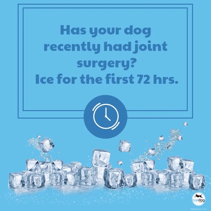 Heat Therapy for Your Dog's Joint Pain TopDog Health