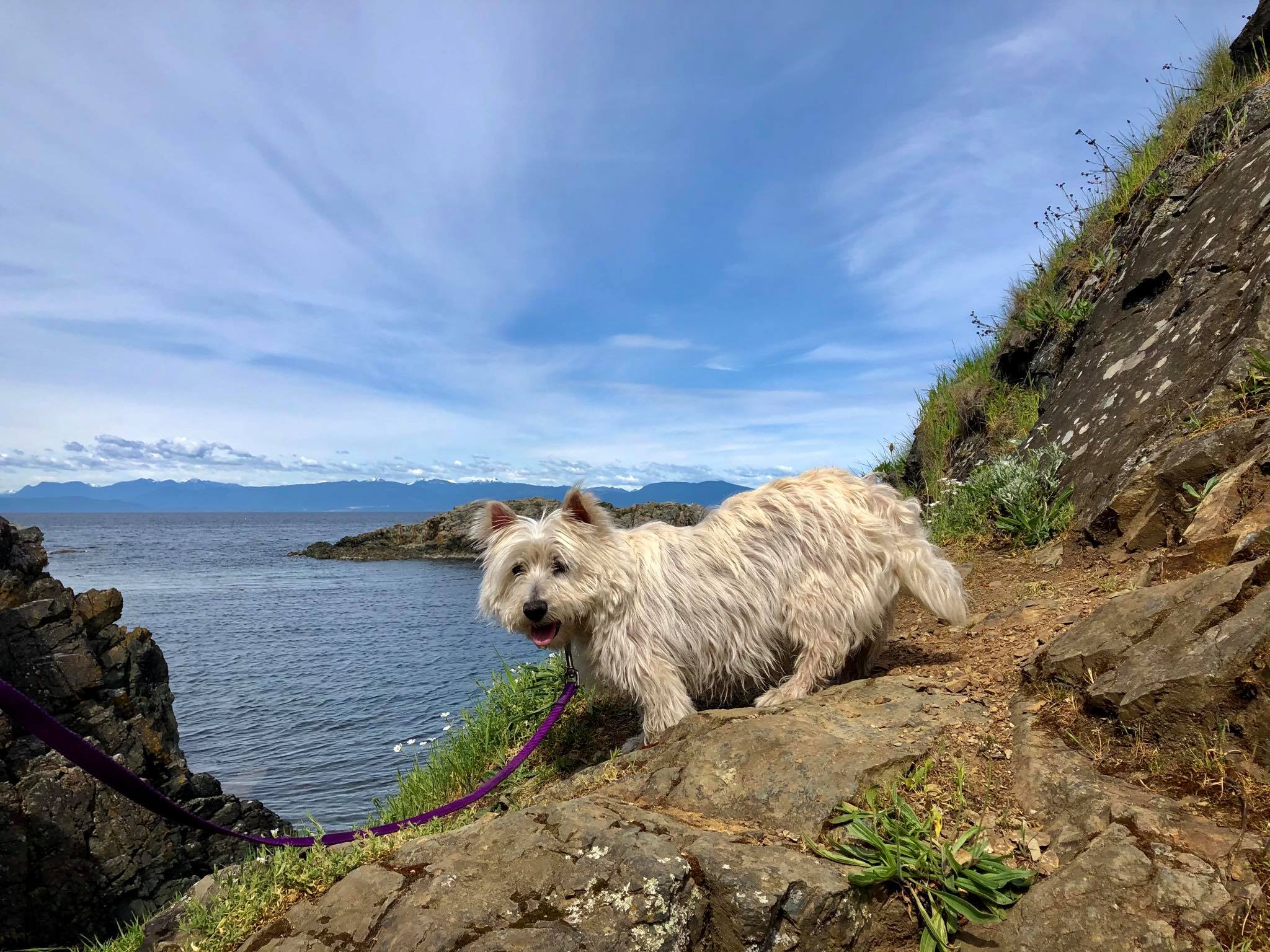 Top Dog House Sitting Here To Help