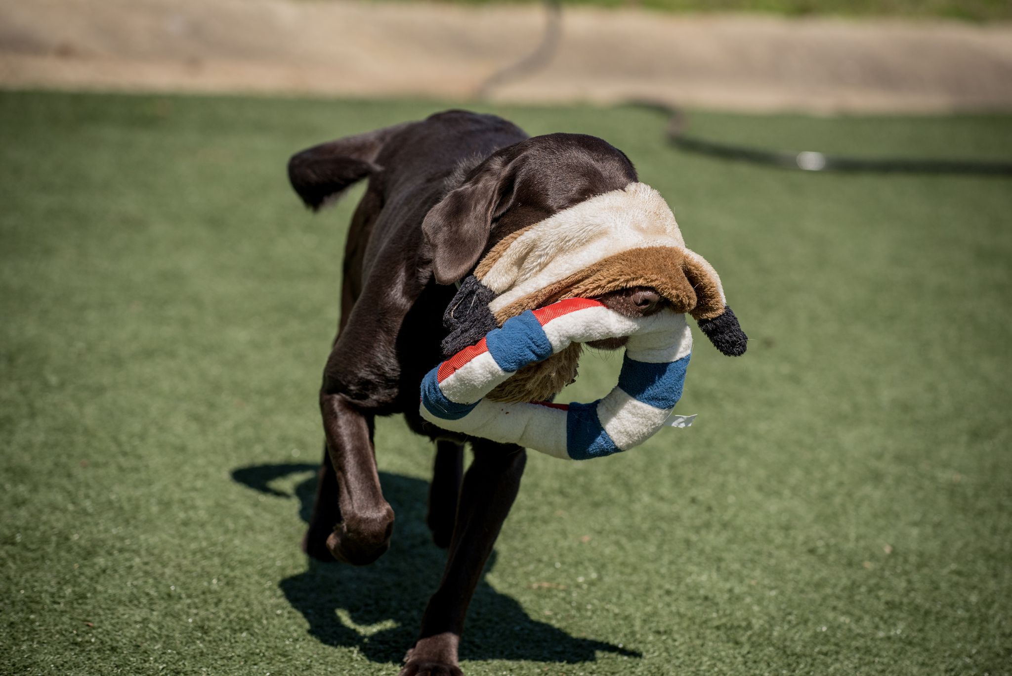 Top Dog LTD Boarding & Grooming Upstate SC