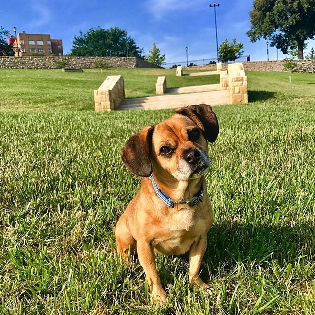 West Terrace Dog Park Top Dog Parks