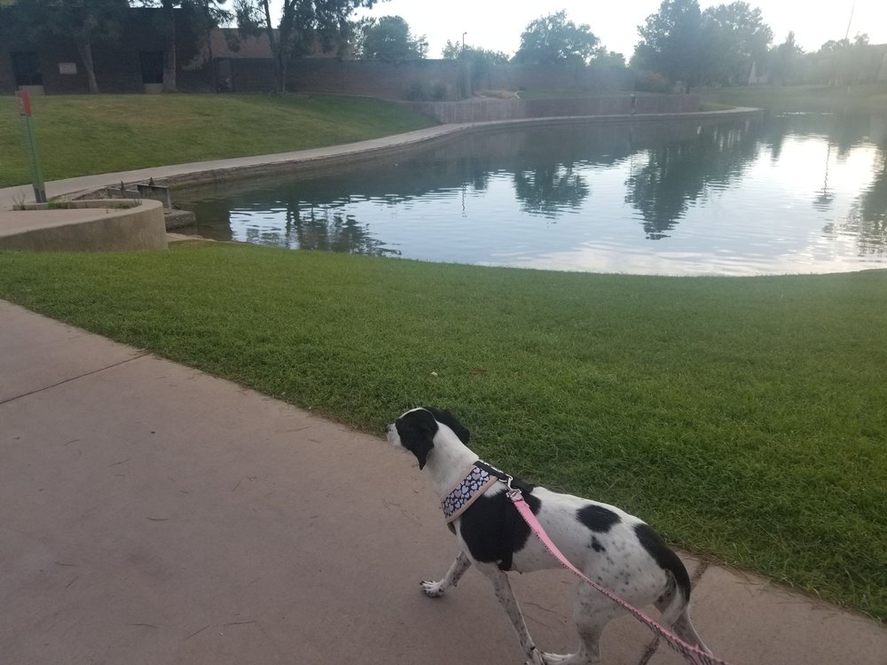 Dobson Ranch Park Top Dog Parks