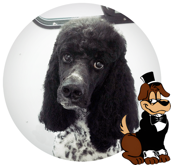 Mobile Dog Grooming Services Top Dog Mobile Grooming Pet Services