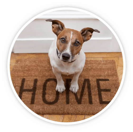 Getting Started Pet Sitting and Cat Sitting Service in Fort Worth, TX