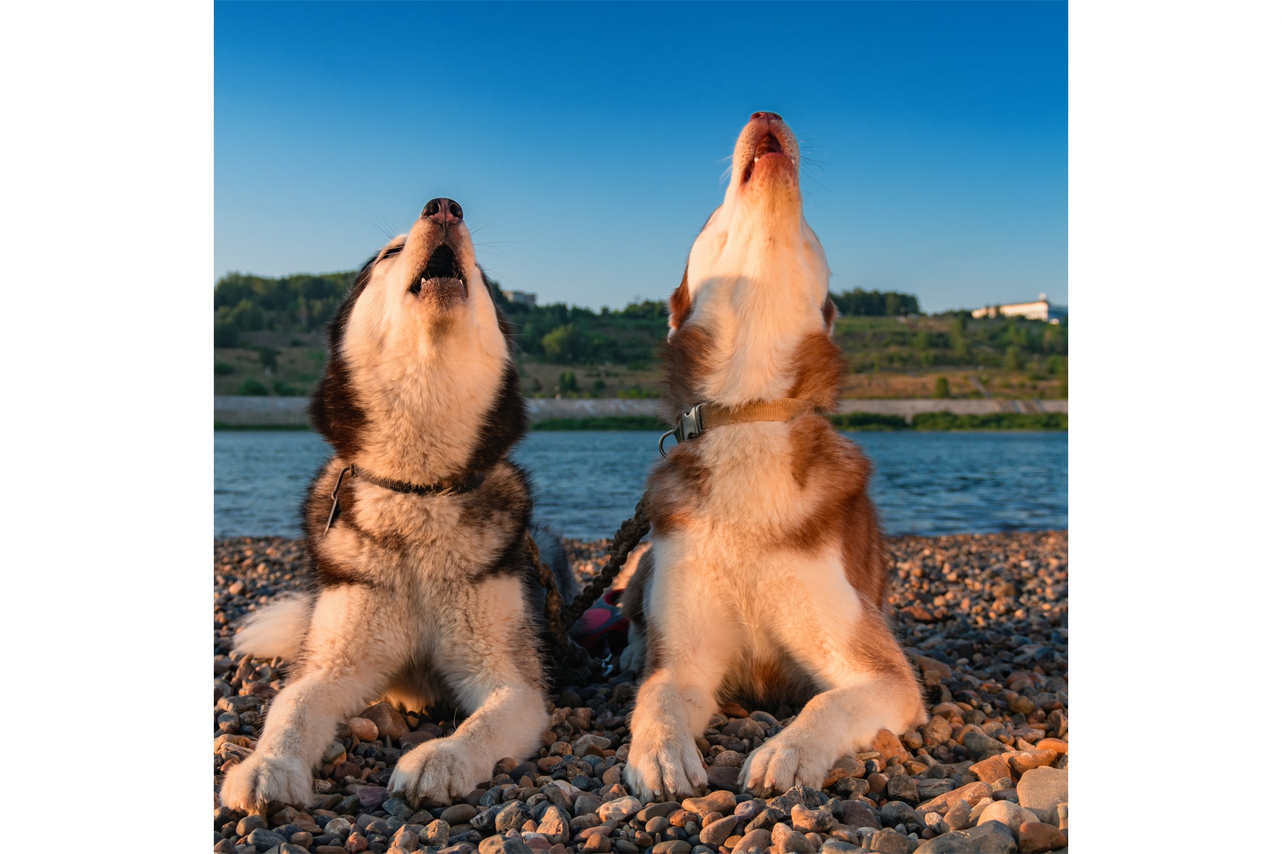 Why Do Dogs Howl? Top Dog Pet Sitting and Dog Walking Service