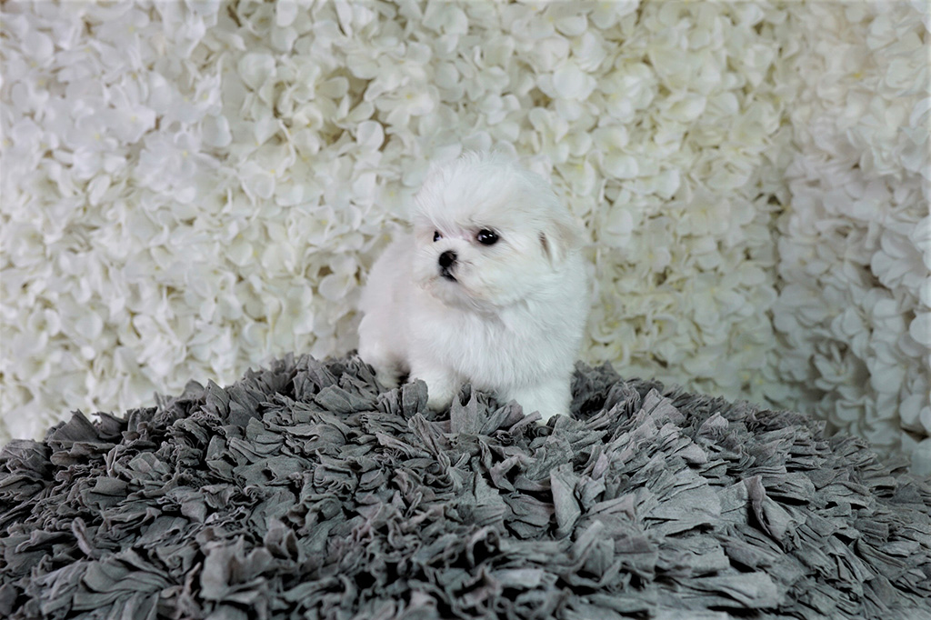 Cotton ball, Teacup Maltese ̶5̶,̶4̶0̶0̶ 4,200 Top Dog Puppies