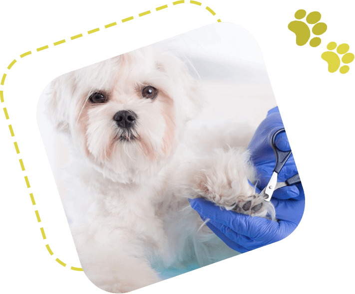 Nail Grooming for Pets Top Dogs Pet Grooming