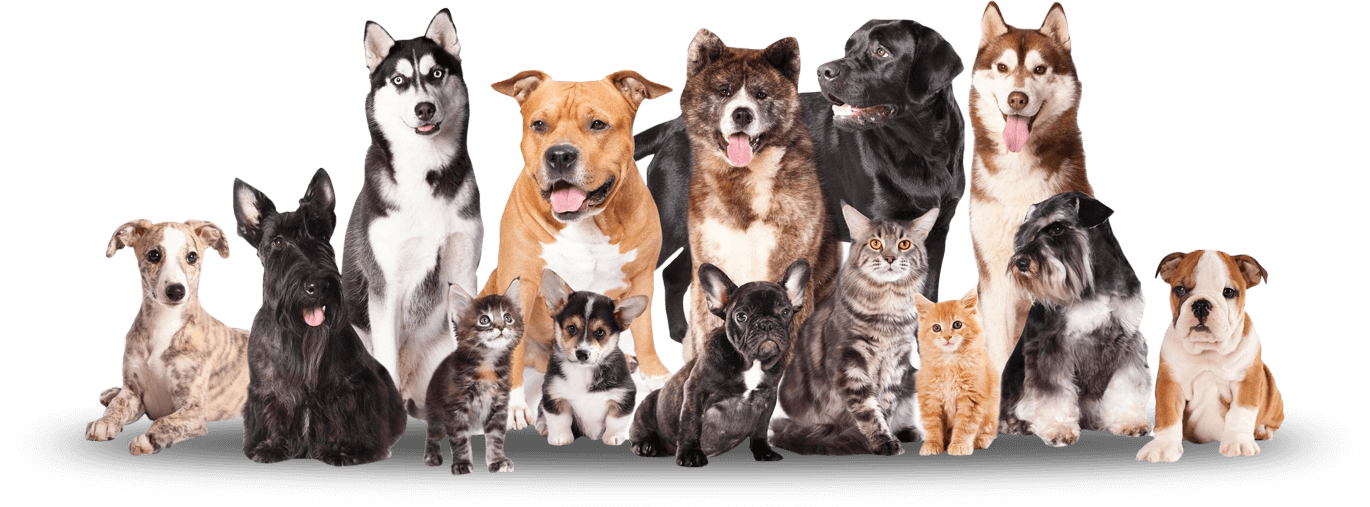 Pet Grooming in Frisco, TX Top Dogs Pet Grooming