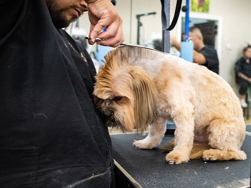 Mobile Pet Grooming Top Dogs Pet Grooming