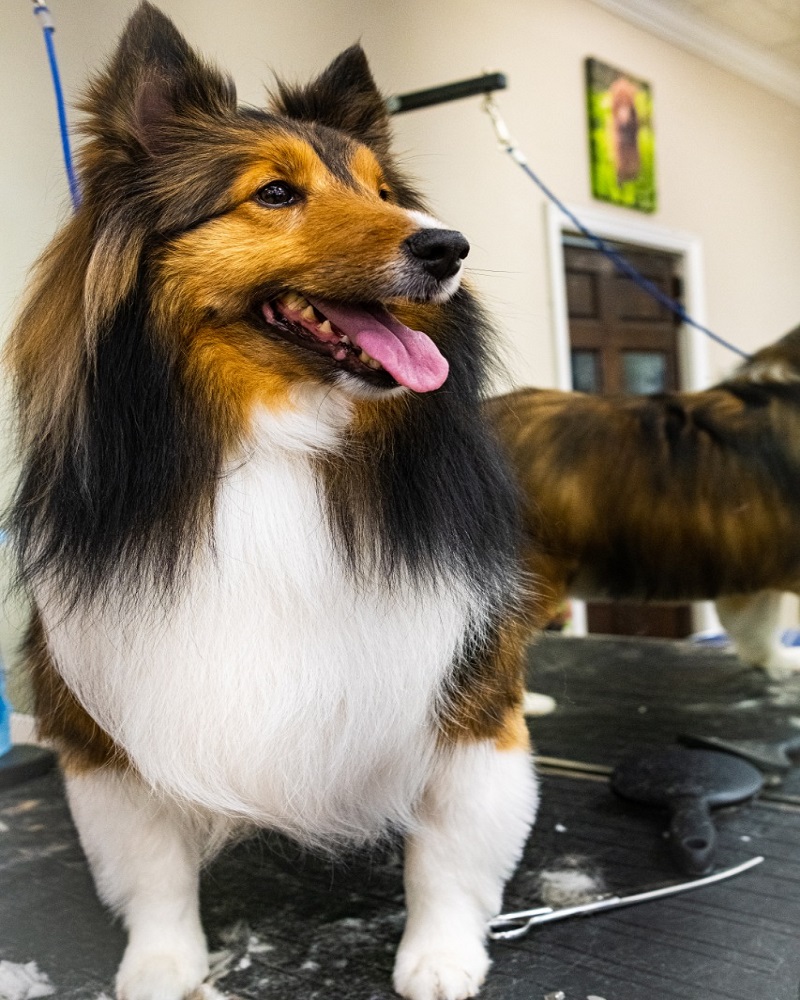 Mobile Pet Grooming Top Dogs Pet Grooming