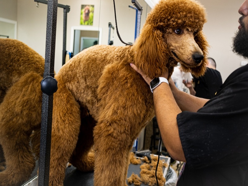 Mobile Pet Grooming Top Dogs Pet Grooming