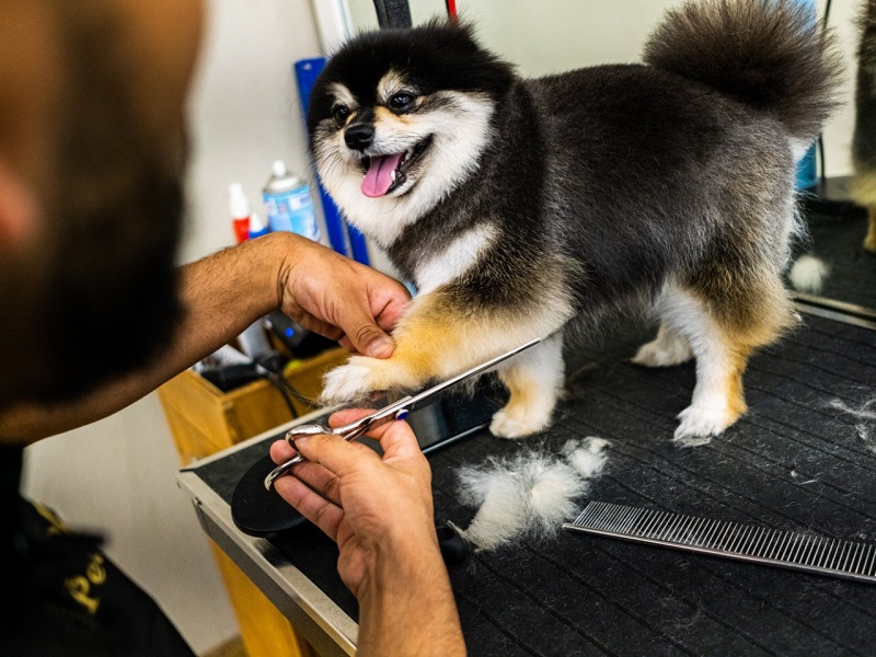 Mobile Pet Grooming Top Dogs Pet Grooming