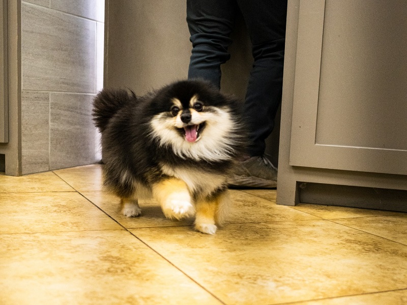 Mobile Pet Grooming Top Dogs Pet Grooming