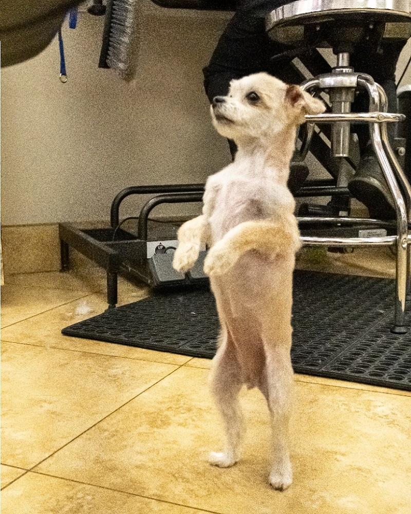 Mobile Pet Grooming Top Dogs Pet Grooming