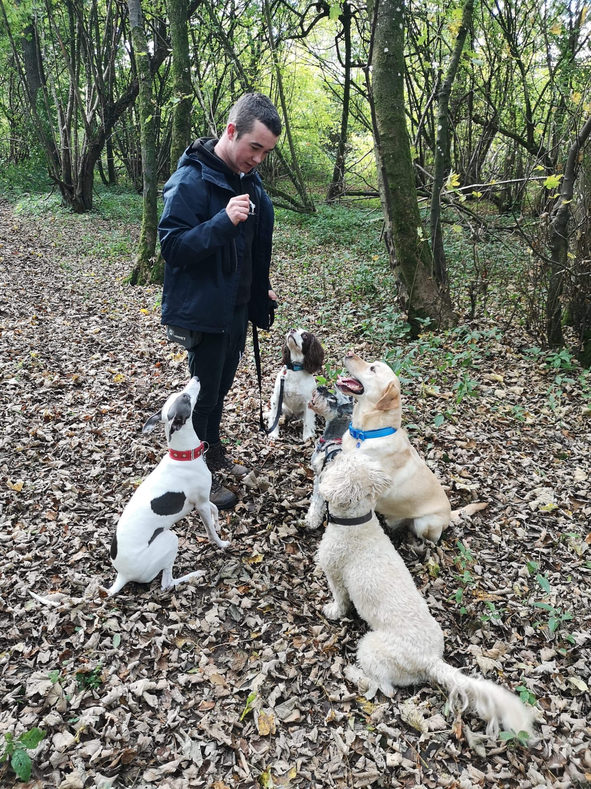 Dog Walker in Winchester Top Dogs Professional Pet Services