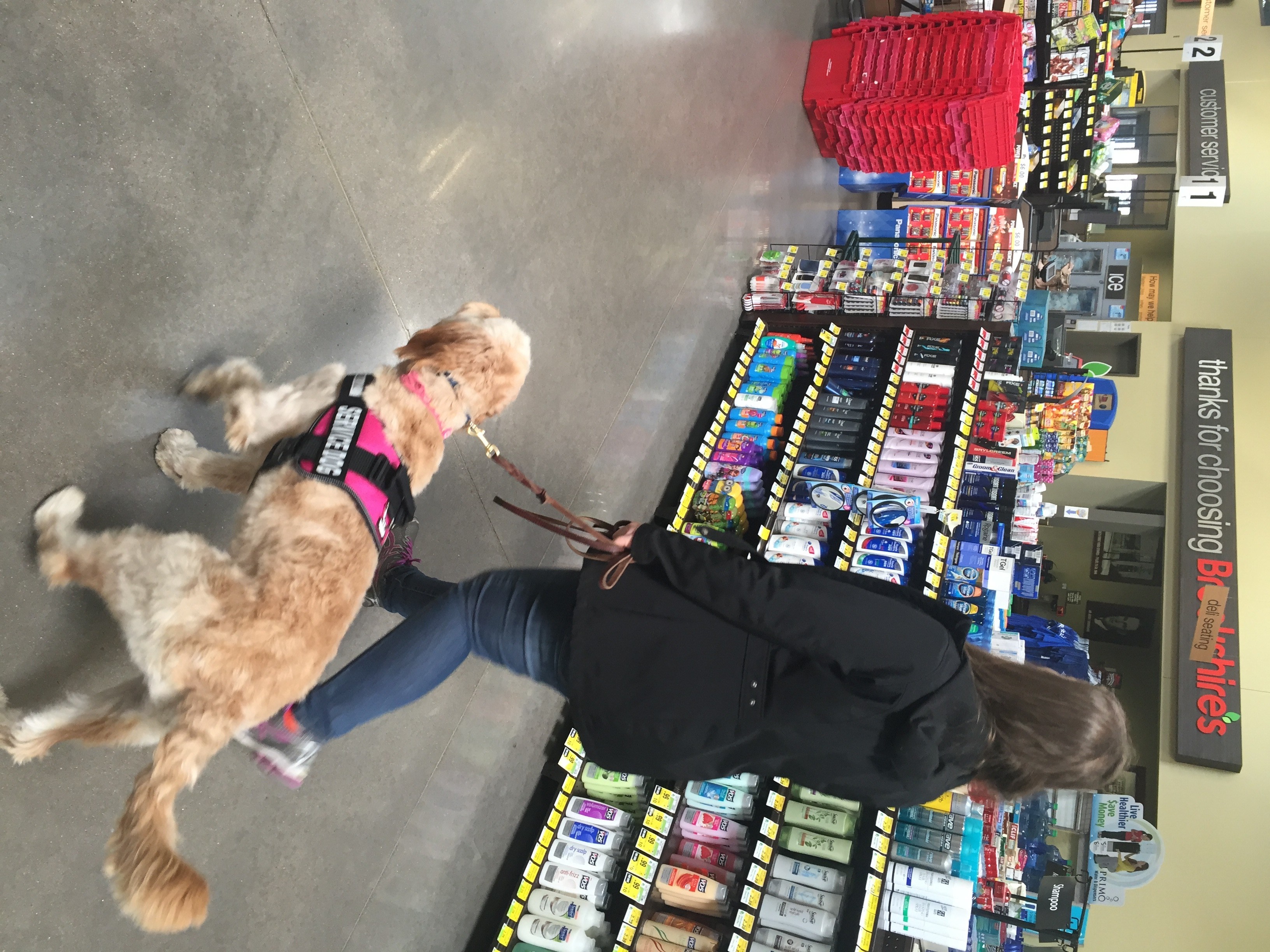 Diabetic Alert Dog Training Top Dog