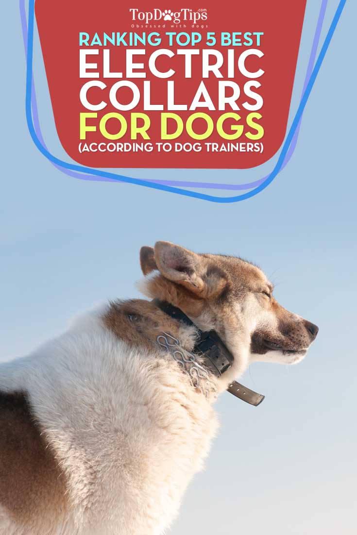 The Best Electric Collars for Dogs of 2019 Top Dog Tips