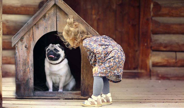 How to Stop Dog From Pooping in House or Dog Crates EXPLAINED