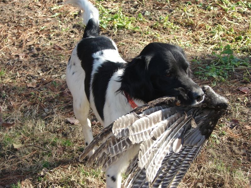 30 Best Hunting Dogs & Gun Dog Breeds for All Types of Game & Hunts