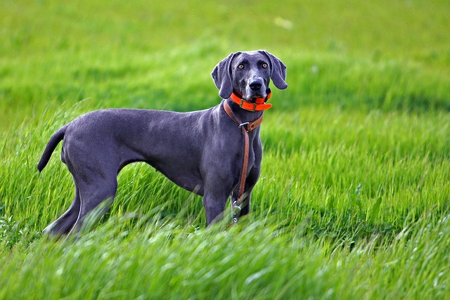 30 Best Hunting Dogs for All Types of Game Top Dog Tips