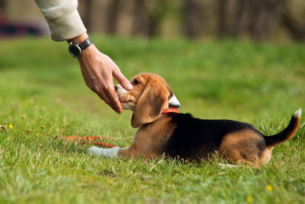 How to Train a Puppy in 3 Simple Steps Top Dog Tips