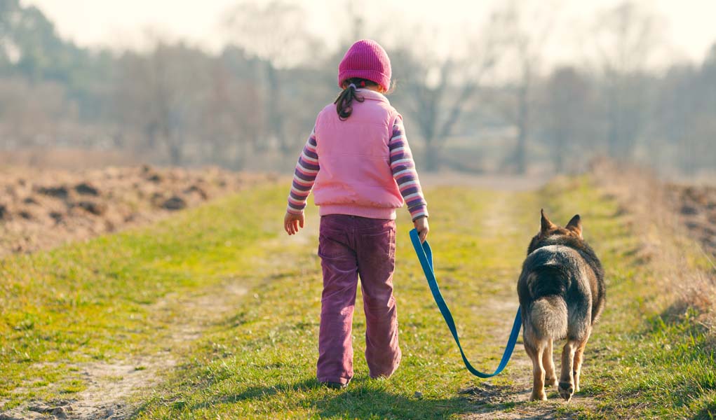 Top Tips on How to Teach a Dog to Walk On a Leash Top Dog Tips
