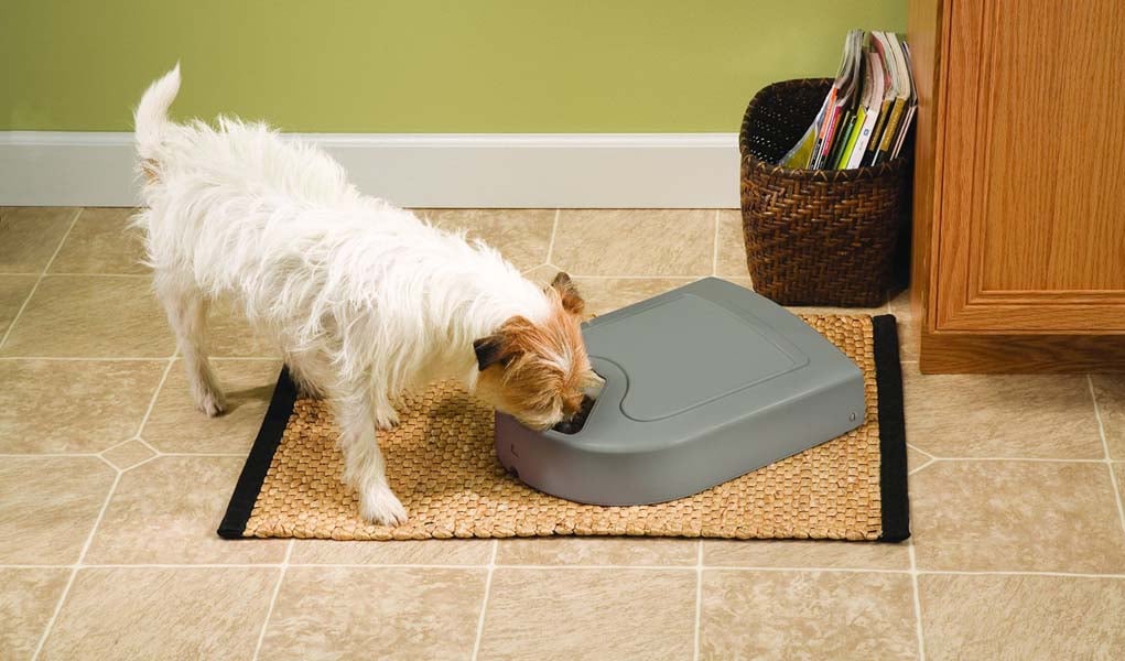 Do Automatic Dog Feeders Actually Work? Top Dog Tips