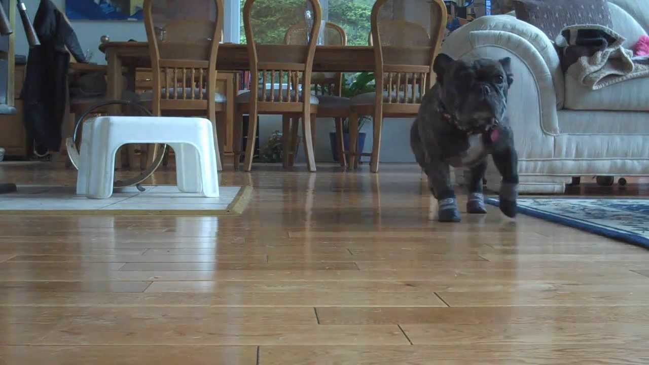 Give Your Senior Dog a Grip on Slippery Floors with These Traction