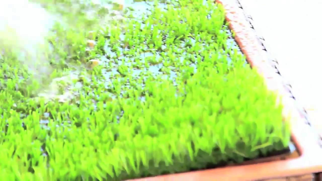 This Grass Litter Box for Dogs is Perfect for Porches and Patios Top