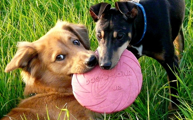 How to Start a Dog Boarding Business Top Dog Tips